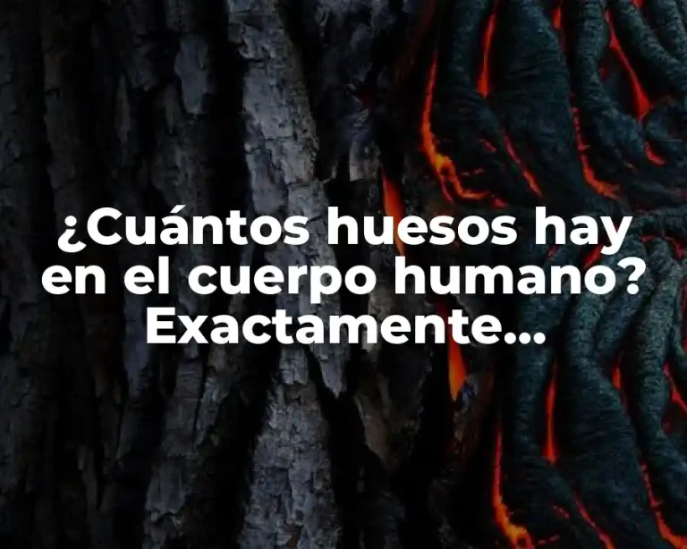 ¿Cuántos huesos hay en el cuerpo humano? Exactamente…