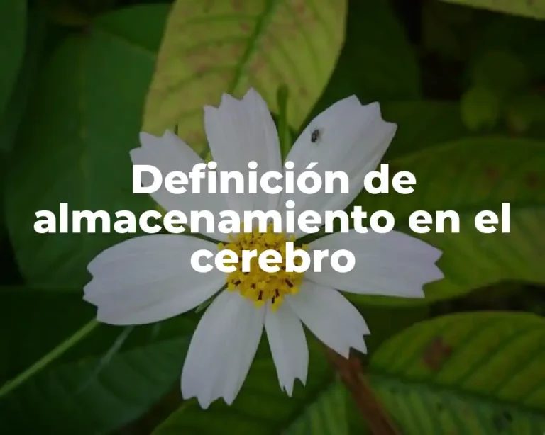 Definición de almacenamiento en el cerebro