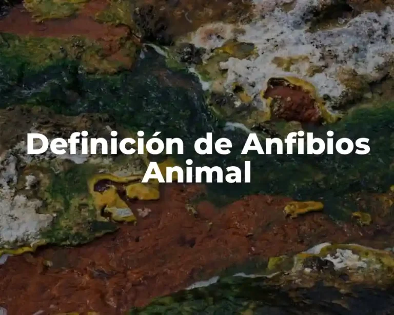 Definición de Anfibios Animal