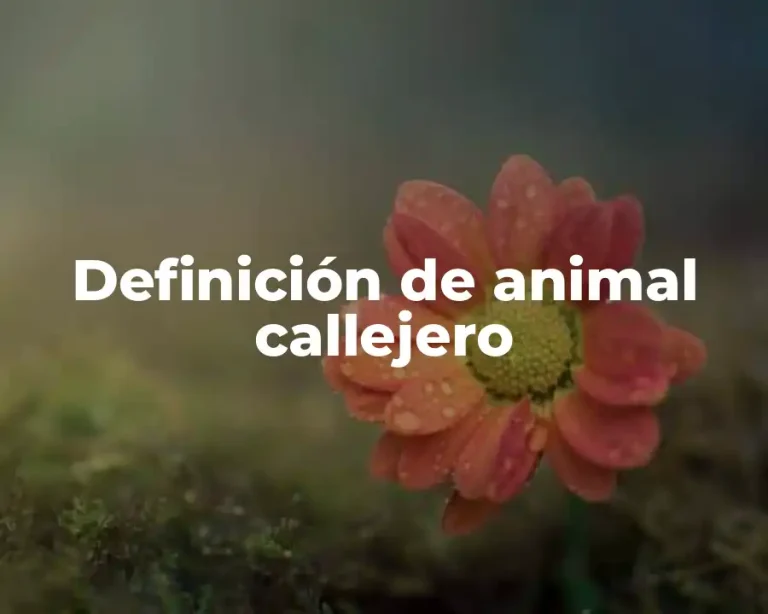 Definición de animal callejero