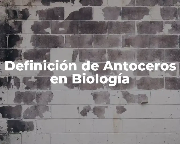 Definición de Antoceros en Biología