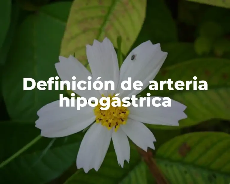 Definición de arteria hipogástrica