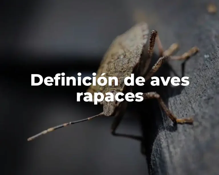 Definición de aves rapaces