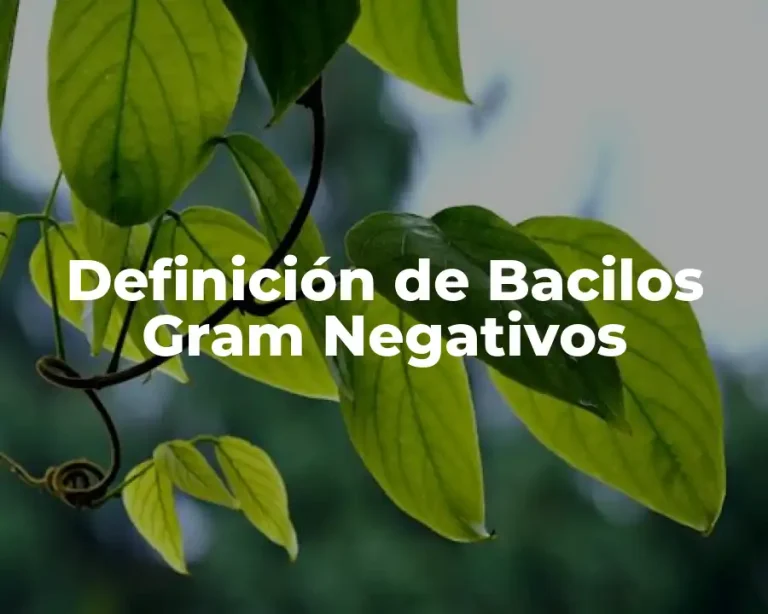 Definición de Bacilos Gram Negativos