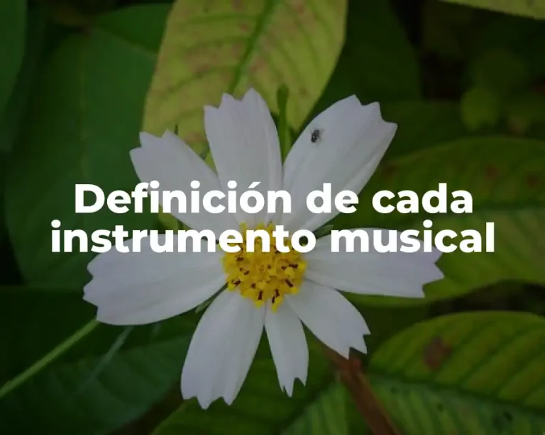 Definición de cada instrumento musical