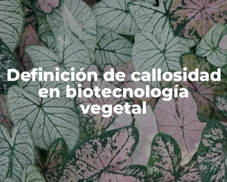 Definición de callosidad en biotecnología vegetal
