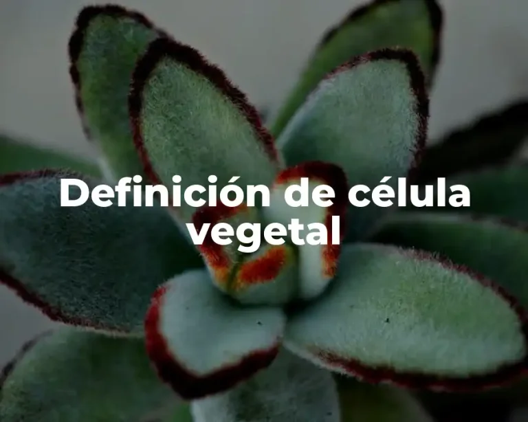 Definición de célula vegetal