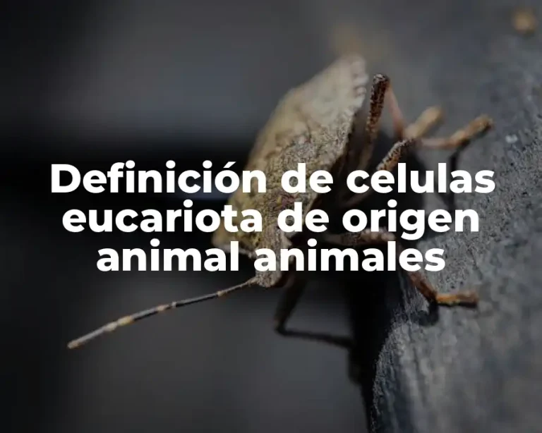 Definición de celulas eucariota de origen animal animales