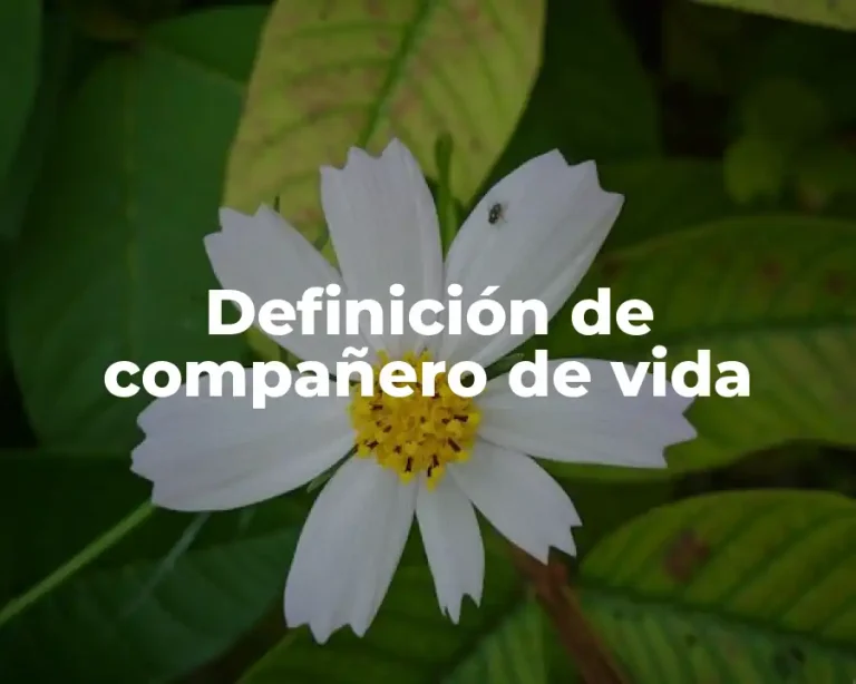 Definición de compañero de vida