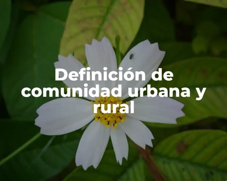 Definición de comunidad urbana y rural