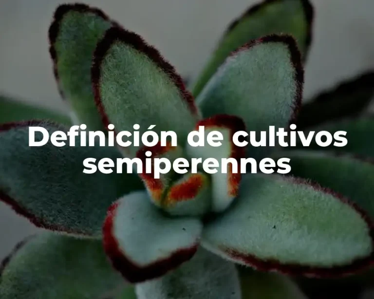Definición de cultivos semiperennes