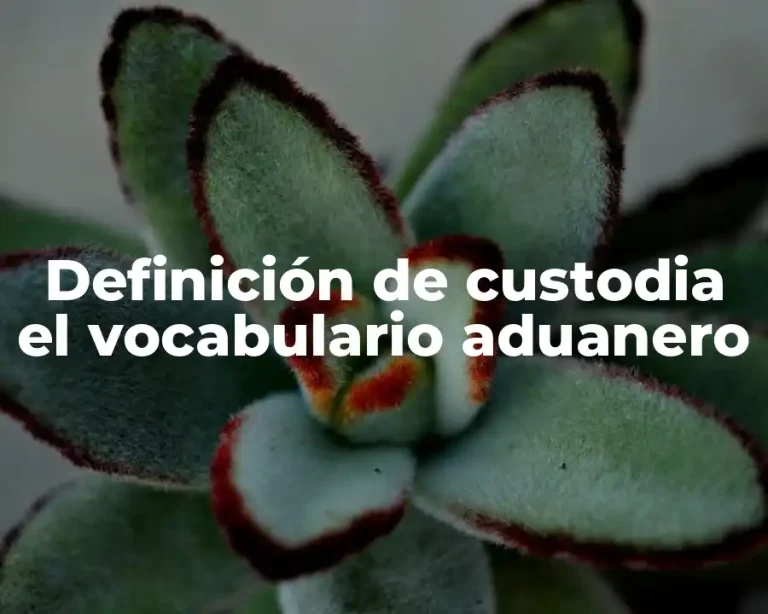 Definición de custodia el vocabulario aduanero