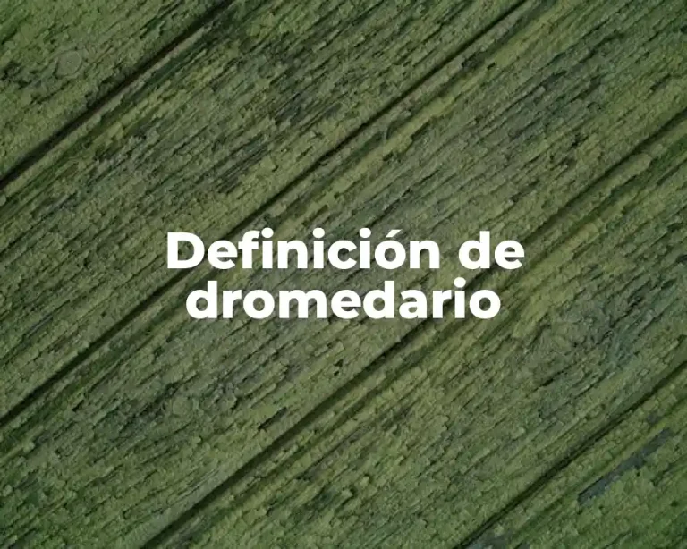 Definición de dromedario