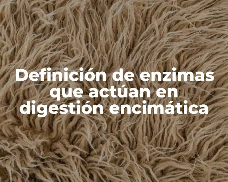 Definición de enzimas que actúan en digestión encimática