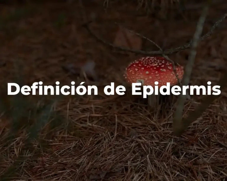 Definición de Epidermis