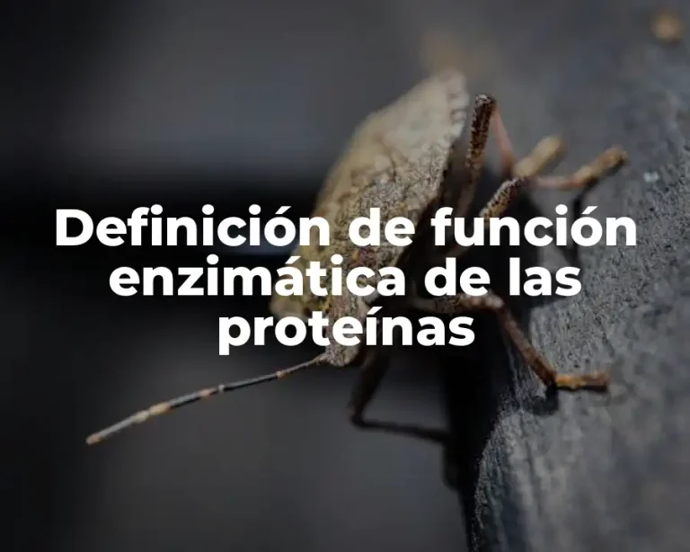 Definición de función enzimática de las proteínas