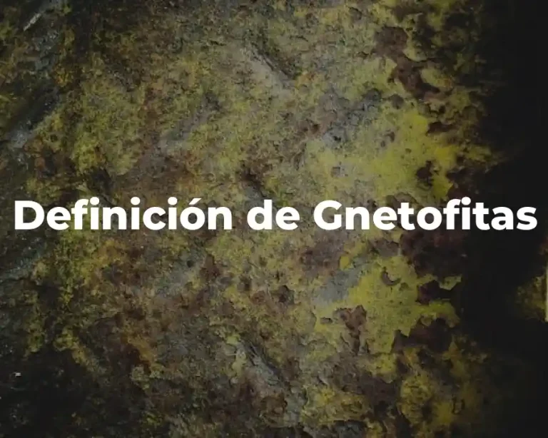 Definición de Gnetofitas