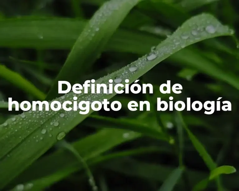 Definición de homocigoto en biología