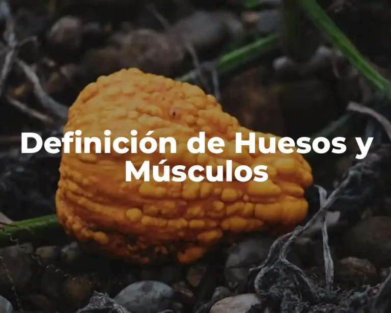 Definición de Huesos y Músculos