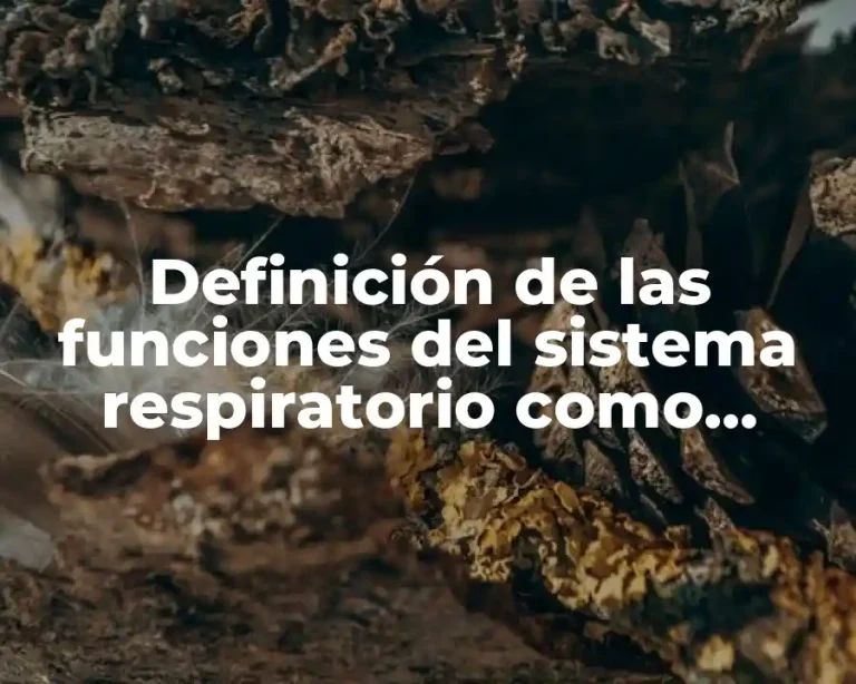 Definición de las funciones del sistema respiratorio como epiglotis