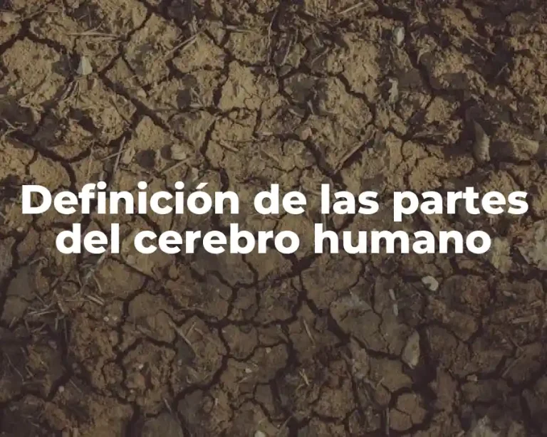 Definición de las partes del cerebro humano