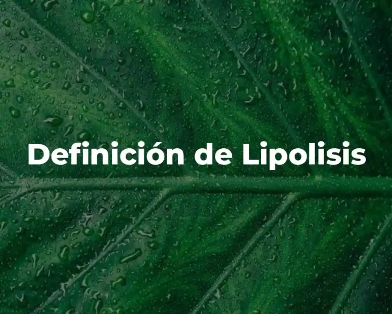 Definición de Lipolisis