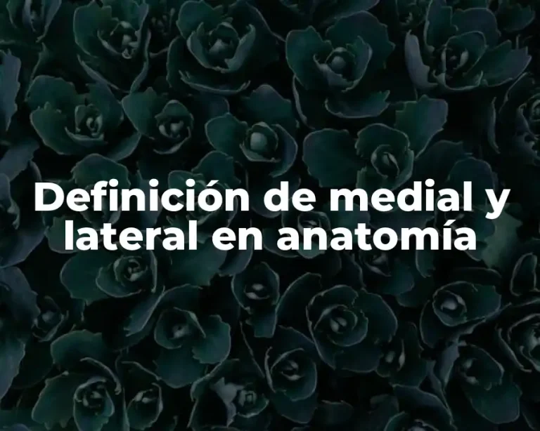 Definición de medial y lateral en anatomía