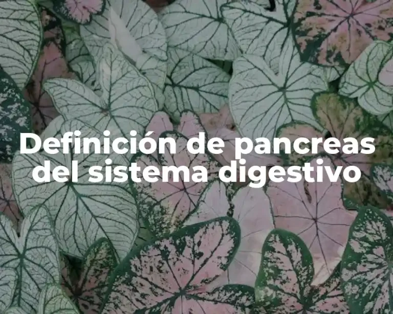 Definición de pancreas del sistema digestivo