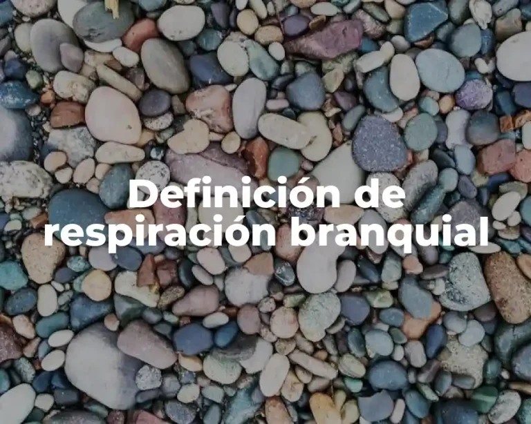 Definición de respiración branquial