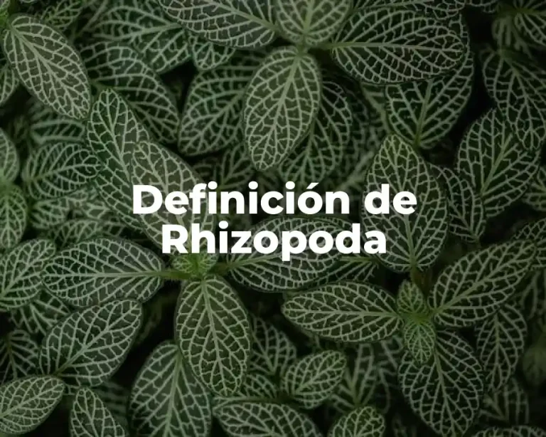 Definición de Rhizopoda