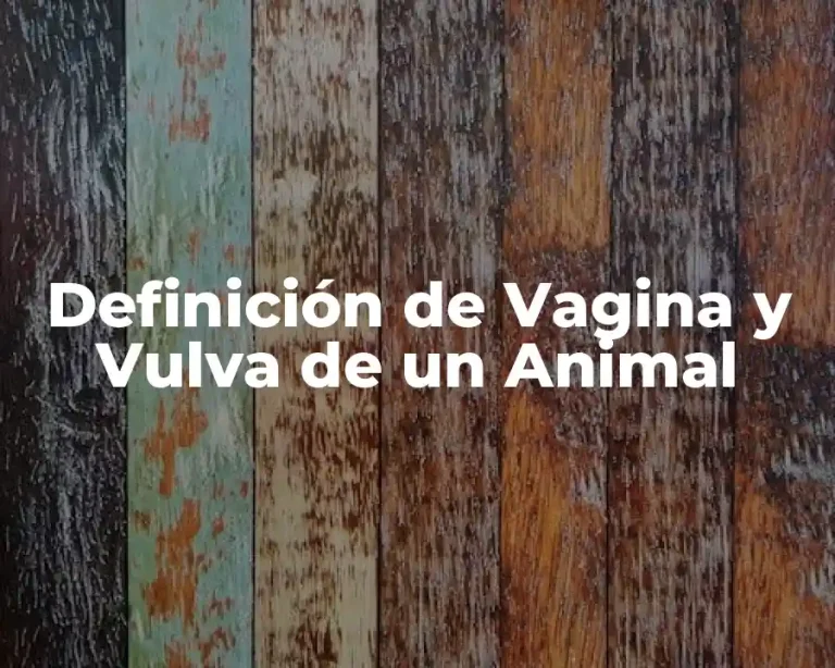 Definición de Vagina y Vulva de un Animal