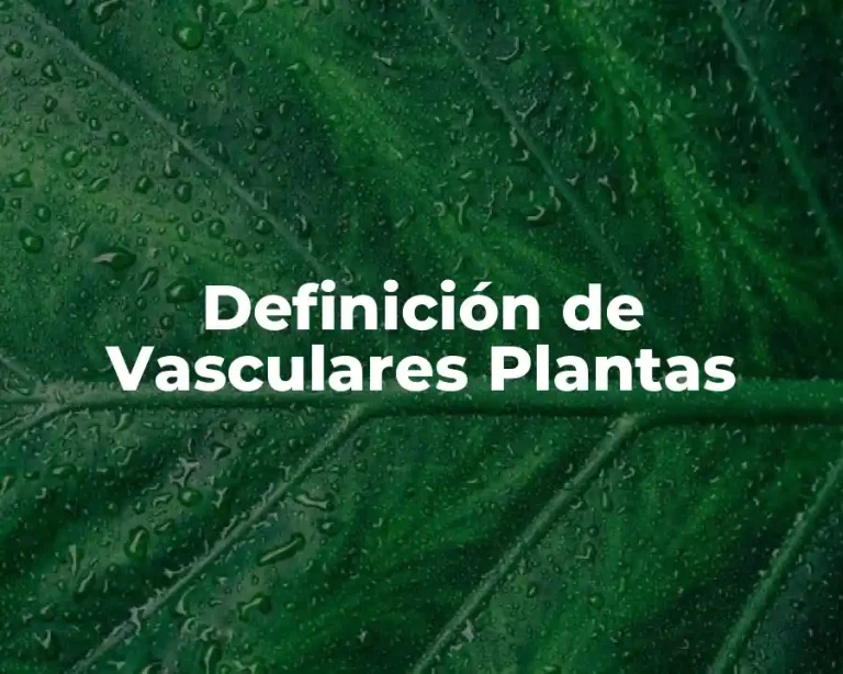 Definición de Vasculares Plantas