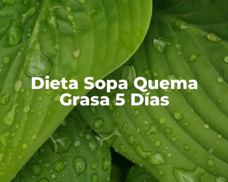 Dieta Sopa Quema Grasa 5 Días