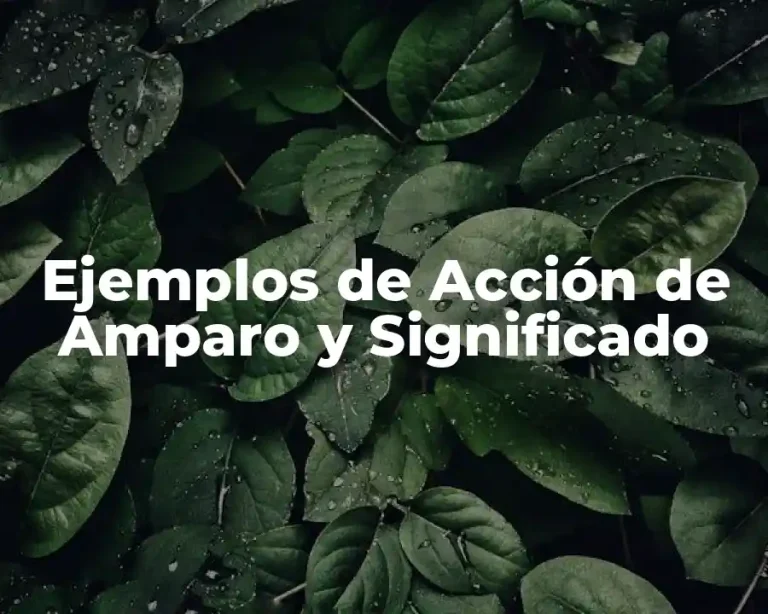 Ejemplos de Acción de Amparo y Significado