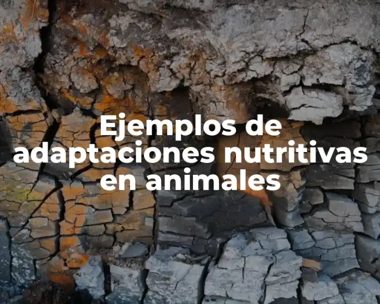 Ejemplos de adaptaciones nutritivas en animales