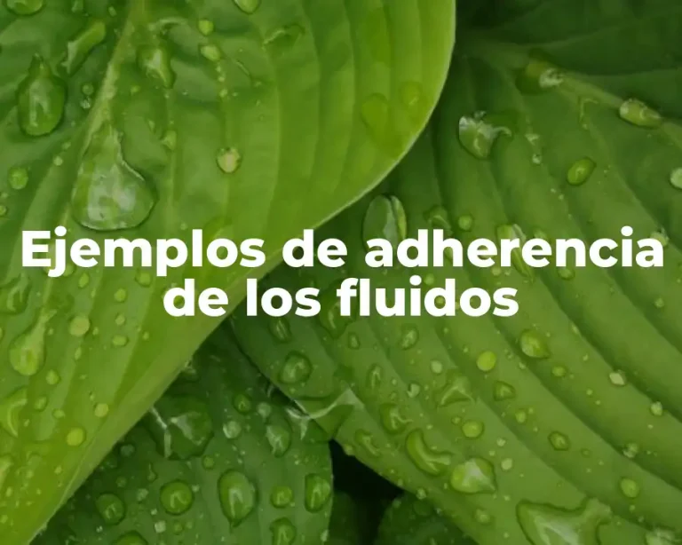 Ejemplos de adherencia de los fluidos