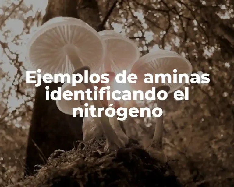 Ejemplos de aminas identificando el nitrógeno