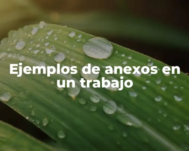 Ejemplos de anexos en un trabajo