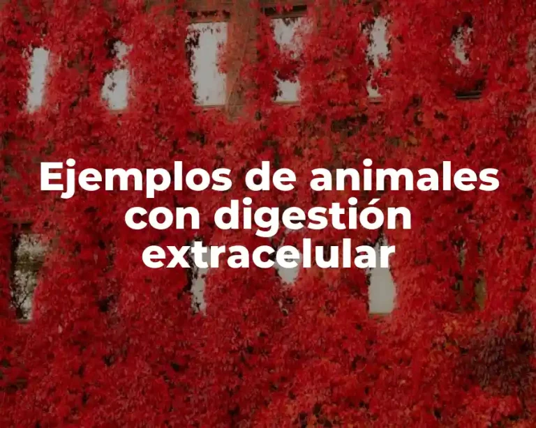 Ejemplos de animales con digestión extracelular