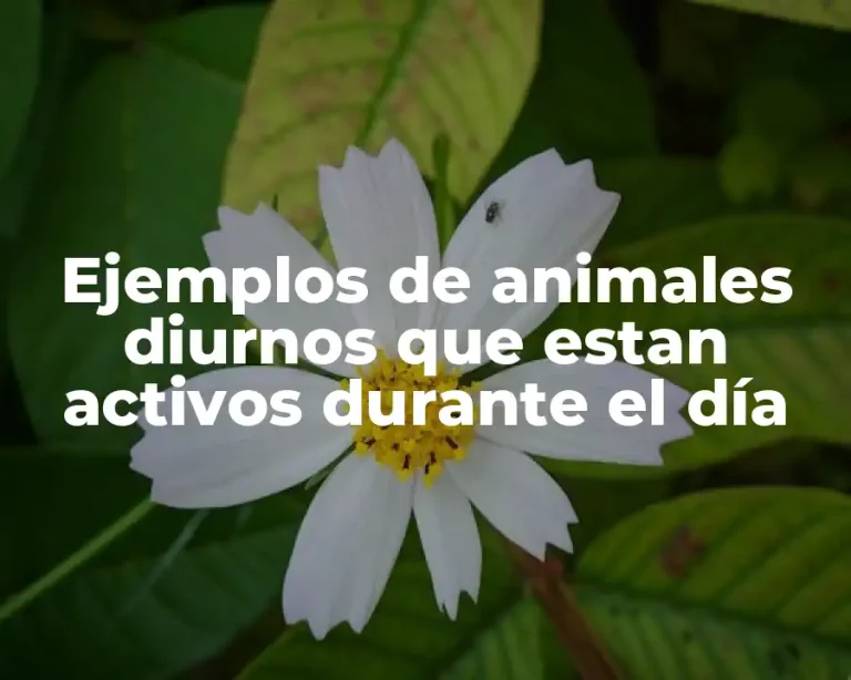 Ejemplos de animales diurnos que estan activos durante el día