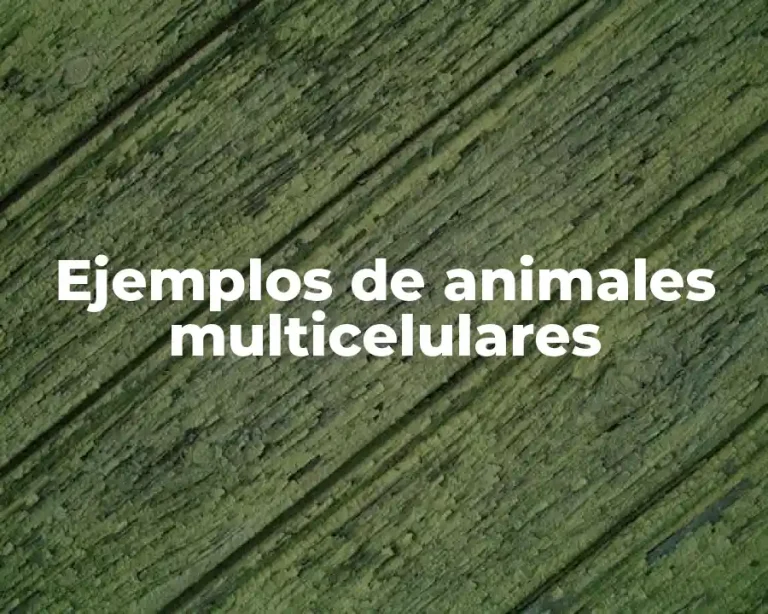 Ejemplos de animales multicelulares