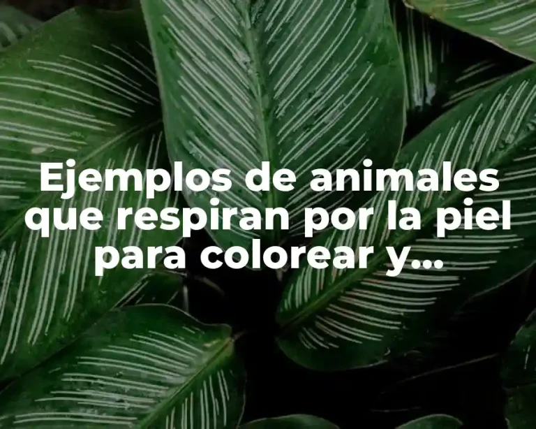 Ejemplos de animales que respiran por la piel para colorear y Significado