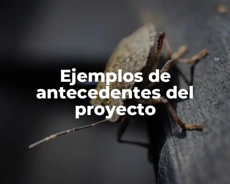 Ejemplos de antecedentes del proyecto