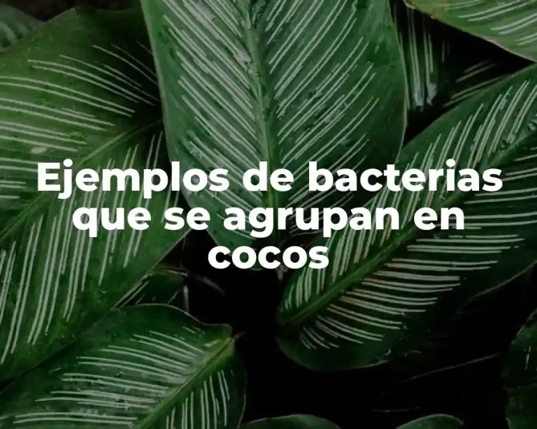 Ejemplos de bacterias que se agrupan en cocos