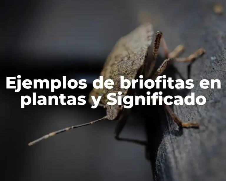 Ejemplos de briofitas en plantas y Significado