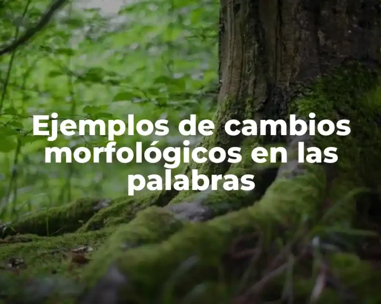 Ejemplos de cambios morfológicos en las palabras