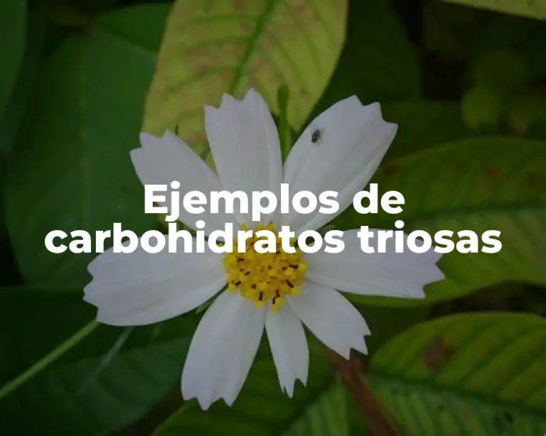 Ejemplos de carbohidratos triosas