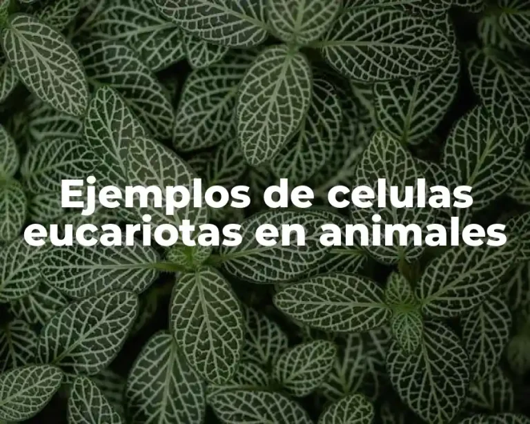 Ejemplos de celulas eucariotas en animales