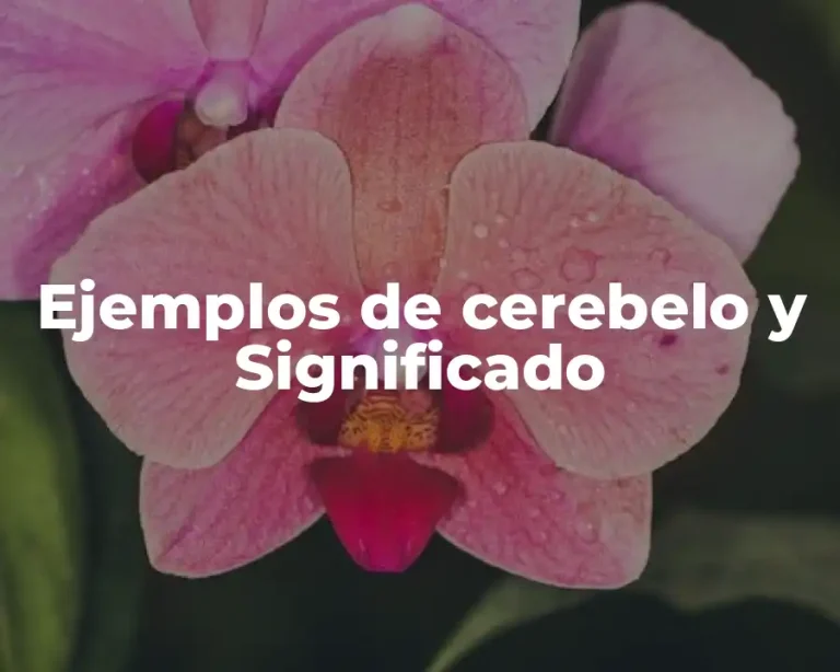 Ejemplos de cerebelo y Significado
