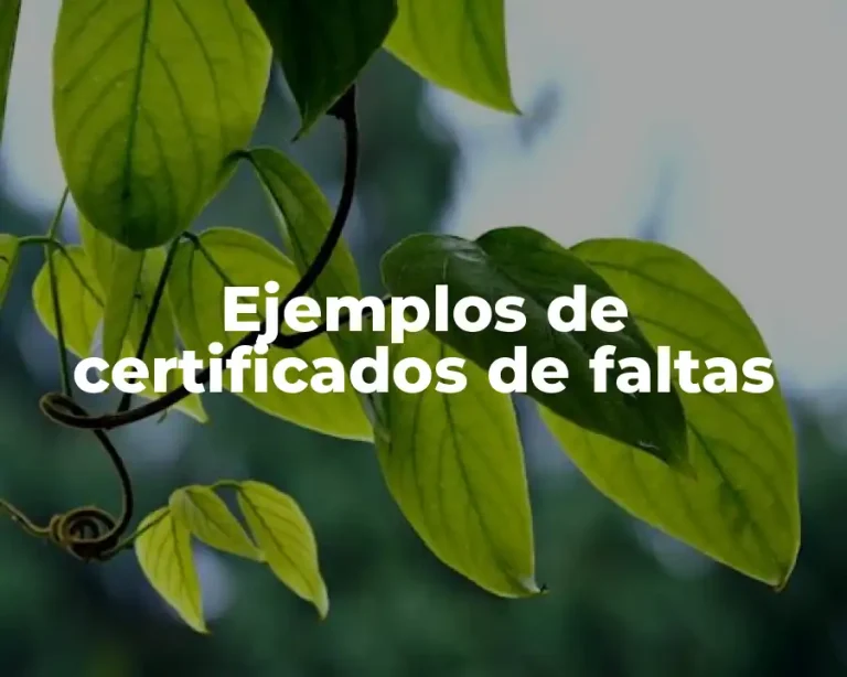 Ejemplos de certificados de faltas
